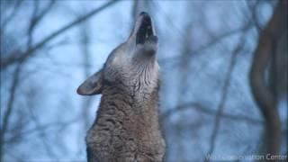 Red Wolfs Twilight Howl