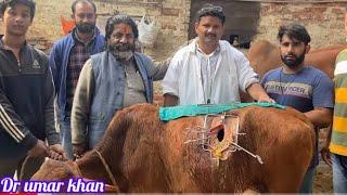 Rumenotomy in animal l impaction of rumen l Bloat l Tympany l अफ़ारा l plastic bag in rumen l drumar