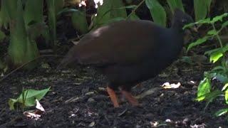 Orange-footed Scrubfowl Megapodius reinwardt  Cairns Botanical Gardens Queensland AUSTRALIA