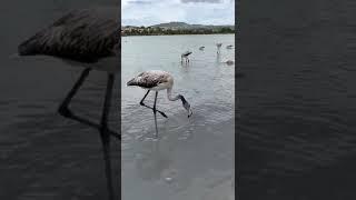 SPAINISH FLAMINGO DANCING with melissa mendini and the knotman