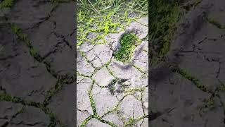 Nature wind footprints