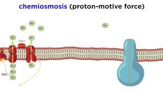 Cellular Respiration Part 3 The Electron Transport Chain and Oxidative Phosphorylation