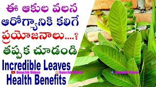 జామ ఆకులతి థైరాయిడ్ తగ్గించుకోండి ఇలా...Guava Leaves Thyroid  Telugu Health Tips @BumchikVideos
