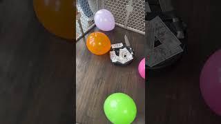 Roomba Balloon Battle 