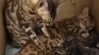 cat massage his wife