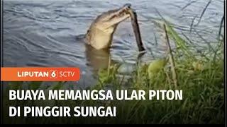 Buaya Lahap Memangsa Ular Piton di Pinggir Sungai Batang Nareh Jadi Tontonan Warga  Liputan 6