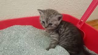Yavru Kedileri Kuma Bir Günde Nasıl Alıştırdım? Yavru Kedilerde Tuvalet Eğitimi