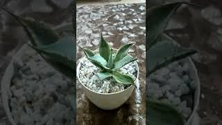 Variegated agave. Live agave plant.