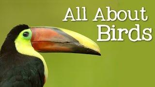 All About Birds for Children Animal Learning for Kids - FreeSchool