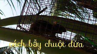 Cách bẫy chuột trên cây dừa