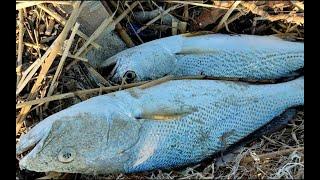 Fishing croaker @ Salalah beach Oman  SanaAll Angler 