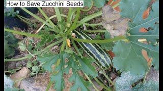 How to Save Zucchini Seeds - Backyard Vegetable Growing - Step by Step Instructions - Tutorial