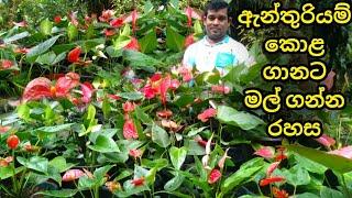 ඇන්තුරියම් කොළ ගානට මල් ගන්න රහස  Anthurium  ඇන්තුරියම්  anthuriyam wagawa  anthuriyam sinhala