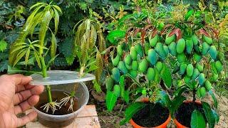Sinceusing this methodmango trees can reproduce fasterHow to grow mangoes from garlic in aloe vera
