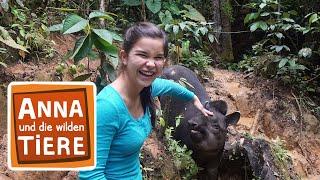 Ein Tapir geht baden  Reportage für Kinder  Anna und die wilden Tiere