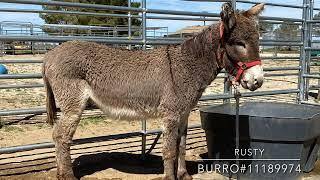 Rusty-12Y.O. BLM Burro