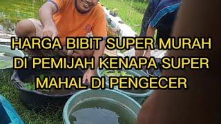 SELISIH HARGA FANTASTIS ANTARA PRODUSEN BIBIT DENGAN PENGECER BIBIT IKAN GURAME#budidaya#gurame