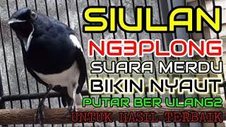 SIULAN KACER NGEPLONG SUARA MERDU BIKIN KACER MACET MALAS BUNYI BAHAN LANGSUNG NYAUT AMPUH