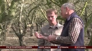 California Drought Puts Local Almond Farmers to the Test