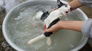 Cats just dont want to bathe  First bath for cat