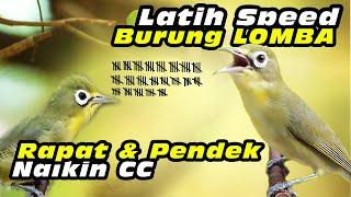 Kecial Lomba Speed Pendek #kecialkuninggacor #kecialkombok #kecialngejos