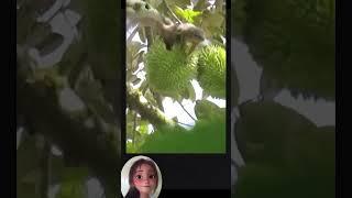 Tupai terjepit buah durian #viral #funny # funnyvideo