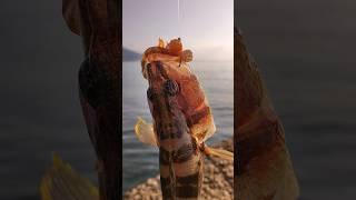 Каменный окунь морская рыбалка на дропшот.