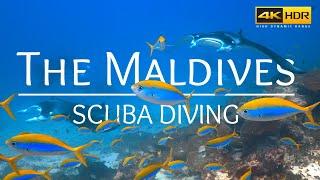 Scuba Dive into the Underwater Beauty of The Maldives in 4K HDR Indian Oceans Finest Dive Sites ASMR