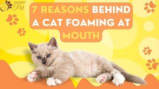 7 Reasons Behind a Cat Foaming at Mouth