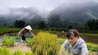 Fragrance Of Ripe Rice Farmers Busy Harvesting Crops #17