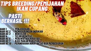 TUTORIAL LENGKAP BREEDING  DARI HARI PERTAMA SAMPAI BURAYAK USIA 7 HARI PASTI BERHASIL 