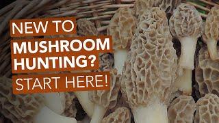 New To Mushroom Hunting? Start Here