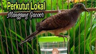 Burung PERKUTUT LOKAL Gacor Suaranya Nyaring Banget