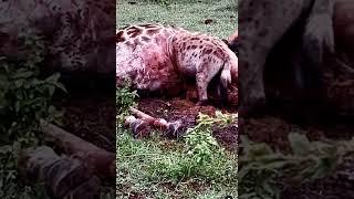 “Exclusive video” hyena stuck inside of a giraffe carcas  #shortvideo #shortsfeed #shortsvideo