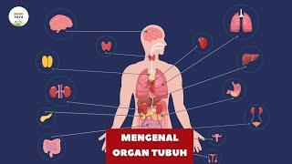 Mengenal Organ Tubuh Manusia dan Fungsinya  Video Edukasi Belajar Anak