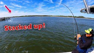 Tossing shrimp at docks for crazy fish