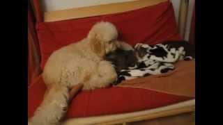 CAT AND DOG FUNNY VIDEO