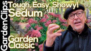 Flowering Sedum - Stonecrop - Sedum spectabile - Hylotelephium spectabile - Easiest Plant to Grow