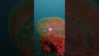 GoPro  Jellyfish Symbiosis Captured in 4K  Shaiful Azwan Khairul Anim #Shorts #Wildlife