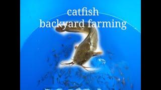 Pantat backyard farming  hito  catfish