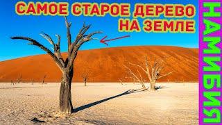 Самое старое дерево на Земле находится в Мертвой долине Намибии?
