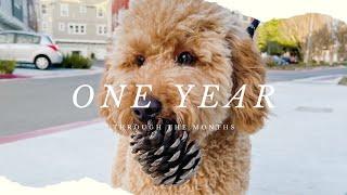 One year with our mini goldendoodle  Through the Months  f1b mini goldendoodle