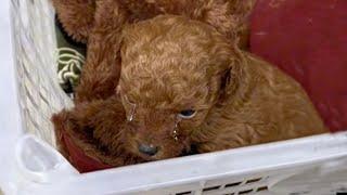 Tears rolling down his cheeks the beloved puppy sat trembling in a basket in the -4°C cold weather