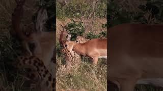 Impalas Fight for Survival Against Cheetah