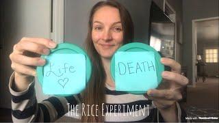 The Rice Experiment The Power of Words