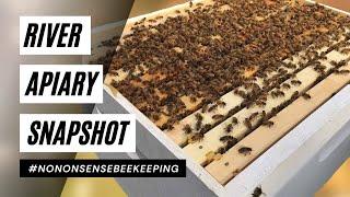 River Apiary Snapshot - Strongest Apiary Update - Massive Colonies for November