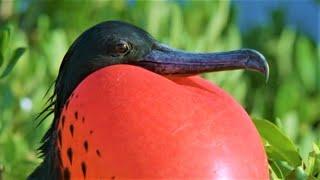 Bizarre Mating Ritual Of The Frigatebird  Wild Caribbean  BBC Earth