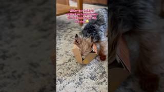 POV Yorkie shows when you should have gotten the 10 pieces @McDonalds   #shorts #shortsfeed #dogs