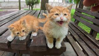 Two Tiny Orange Kittens Cry for Help on a Rainy Day