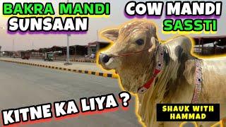Bakra Mandi SUNSAAN COW MANDI SASSTI ? Shahpur Kanjra Bakra MandiKAHAN GAI ? SHAUK WITH HAMMAD